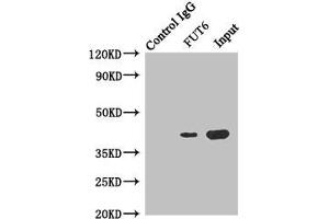 Immunoprecipitating FUT6 in Hela whole cell lysate Lane 1: Rabbit control IgG instead of (1 μg) instead of ABIN7143736 in Hela whole cell lysate. (FUT6 antibody  (AA 170-359))