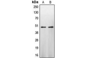 Western blot analysis of Caspase 9 expression in HeLa (A), NIH3T3 (B) whole cell lysates.