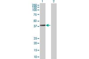 Western Blot analysis of DNAJB6 expression in transfected 293T cell line by DNAJB6 MaxPab polyclonal antibody. (DNAJB6 antibody  (AA 1-326))
