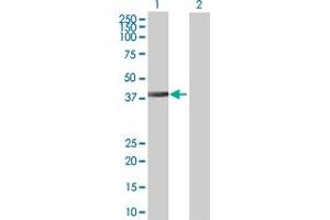 Western Blot analysis of DNAJB6 expression in transfected 293T cell line by DNAJB6 MaxPab polyclonal antibody. (DNAJB6 antibody  (AA 1-326))