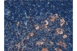 Immunohistochemistry (IHC) image for anti-Insulin-Like 5 (INSL5) (AA 23-135) antibody (ABIN7435655)