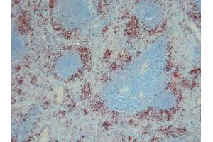 Immunohistochemical staining on human spleen paraffin sections using S100A9 antibody clone S36-48. (S100A9 antibody)