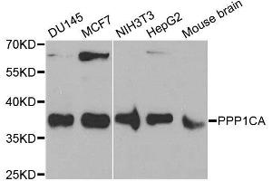 Western blot analysis of extracts of various cell lines, using PPP1CA antibody. (PPP1CA antibody  (AA 1-330))