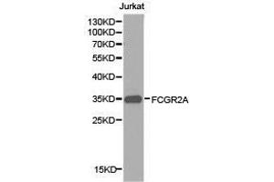 Western Blotting (WB) image for anti-Fc Fragment of IgG, Low Affinity IIa, Receptor (CD32) (FCGR2A) antibody (ABIN1872671) (FCGR2A antibody)