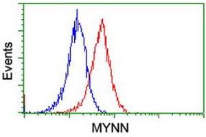 Image no. 2 for anti-Myoneurin (MYNN) (AA 10-300) antibody (ABIN1490791) (Myoneurin antibody  (AA 10-300))