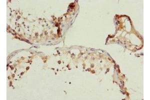 Immunohistochemistry of paraffin-embedded human testis tissue using ABIN7166308 at dilution of 1:100 (WNT5B antibody  (AA 120-359))