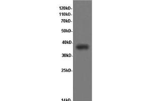 Western Blot analysis of Rat kidney tissue using CD68 Polyclonal Antibody at dilution of 1:600 (CD68 antibody)
