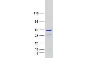 Validation with Western Blot (LUC7L Protein (Transcript Variant 2) (Myc-DYKDDDDK Tag))