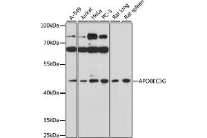 Western blot analysis of extracts of various cell lines, using G antibody (ABIN3021983, ABIN3021984, ABIN3021985 and ABIN6218549) at 1:1000 dilution.