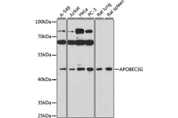 APOBEC3G anticorps  (AA 60-330)