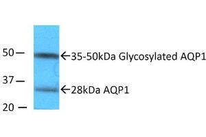 Western blot analysis of Rat kidney inner medullary homogenates showing detection of Aquaporin 1 protein using Rabbit Anti-Aquaporin 1 Polyclonal Antibody . (Aquaporin 1 antibody  (N-Term) (Biotin))