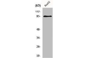 Western Blot analysis of HepG2 cells using GIT2 Polyclonal Antibody (GIT2 antibody  (Internal Region))