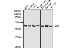 Western blot analysis of extracts of various cell lines, using DBT antibody (ABIN7266765) at 1:1000 dilution. (DBT antibody)