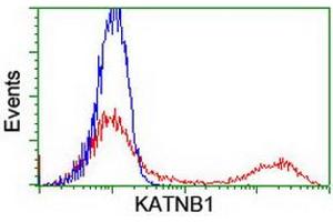 HEK293T cells transfected with either RC201852 overexpress plasmid (Red) or empty vector control plasmid (Blue) were immunostained by anti-KATNB1 antibody (ABIN2455206), and then analyzed by flow cytometry. (KATNB1 antibody)