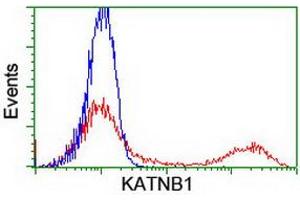 HEK293T cells transfected with either RC201852 overexpress plasmid (Red) or empty vector control plasmid (Blue) were immunostained by anti-KATNB1 antibody (ABIN2455206), and then analyzed by flow cytometry.