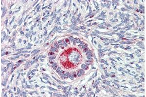 Anti-TM9SF1 antibody  ABIN1104705 IHC staining of human ovary.