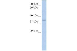 WB Suggested Anti-CA4 Antibody Titration:  5. (CA4 antibody  (Middle Region))