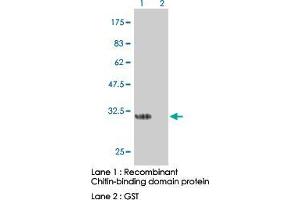 Image no. 1 for anti-Chitin Binding Domain antibody (ABIN531947) (Chitin Binding Domain antibody)
