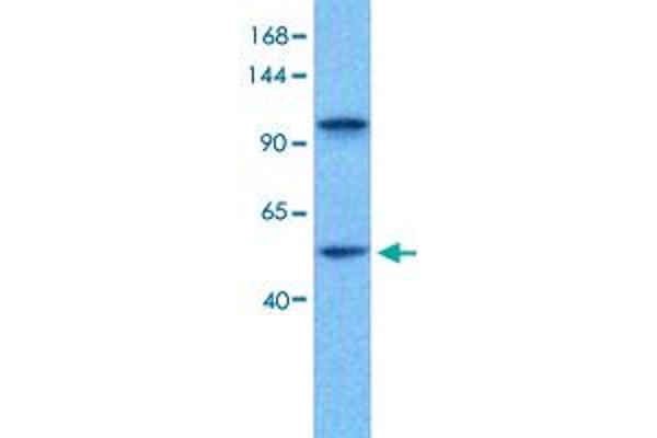 EVX1 antibody  (N-Term)