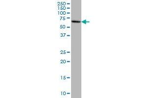 EPM2AIP1 antibody  (AA 508-606)