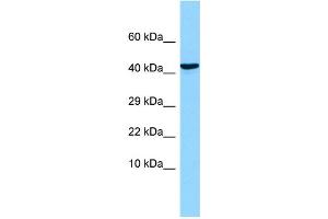 WB Suggested Anti-OLFM1 Antibody Titration: 1.
