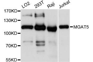 Western blot analysis of extracts of various cell lines, using MGAT5 antibody.