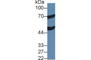 Western blot analysis of Mouse Liver lysate, using Human ACOX1 Antibody (2 µg/ml) and HRP-conjugated Goat Anti-Rabbit antibody ( (ACOX1 antibody  (AA 210-409))