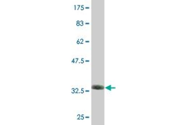 ZNF79 antibody  (AA 52-151)