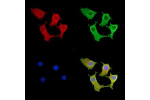 ABIN7095553 and ABIN7099610 staining Hela cells by IF/ICC. (IREB2 antibody)