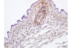 Formalin-fixed and paraffin embedded mouse embryo labeled with Anti-phospho-c-Raf(Ser339)Polyclonal Antibody, Unconjugated  at 1:200 followed by conjugation to the secondary antibody and DAB staining (RAF1 antibody  (pSer339))