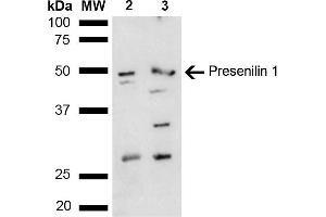 Western blot analysis of Mouse, Rat liver lysate showing detection of ~52. (Presenilin 1 antibody  (AA 100-200) (Biotin))