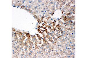 Anti-Flavin containing monooxygenase 4 antibody, IHC(P) IHC(P): Rat Liver Tissue