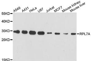 Western blot analysis of extracts of various cell lines, using RPL7A antibody (ABIN6290894) at 1:3000 dilution. (RPL7A antibody)