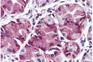 Anti-MBOAT4 antibody  ABIN960793 IHC staining of human stomach. (MBOAT4 antibody  (Internal Region))