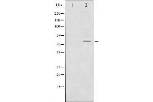 Western blot analysis of Cyclin B1 phosphorylation expression in EGF treated NIH-3T3 whole cell lysates,The lane on the left is treated with the antigen-specific peptide. (Cyclin B1 antibody  (pSer126))