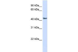 WB Suggested Anti-PDK3 Antibody Titration:  0. (PDK3 antibody  (N-Term))