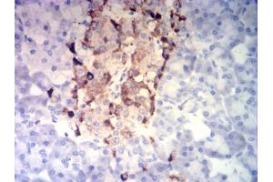Immunohistochemical analysis of paraffin-embedded pancreatic tissues using CHGA mouse mAb with DAB staining. (Chromogranin A antibody  (AA 278-457))