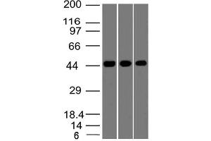 Image no. 1 for anti-Napsin (AA 150-350) antibody (ABIN5027388) (Napsin (AA 150-350) antibody)