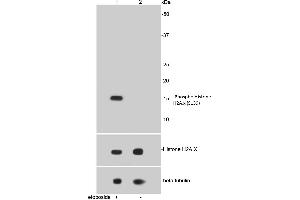 Lane 1: Etoposide treated HepG2 lysates, Lane 2: Untreated HepG2 lysates probed with Histone H2A. (H2AFX antibody  (pSer139))