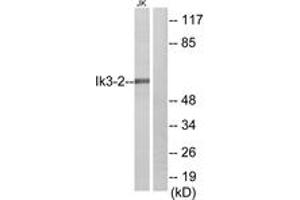 Western Blotting (WB) image for anti-Cdk5 and Abl Enzyme Substrate 2 (CABLES2) (AA 91-140) antibody (ABIN2889872) (CABLES2 antibody  (AA 91-140))