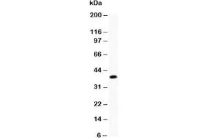 Western blot testing of Caveolin-1 antibody and recombinant human protein (0. (Caveolin-1 antibody  (AA 4-178))