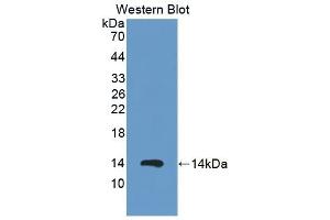 Detection of Recombinant S100A12, Procine using Polyclonal Antibody to S100 Calcium Binding Protein A12 (S100A12) (S100A12 antibody  (AA 2-92))