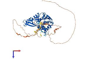 AlphaFold protein structure predicition of Human Recombinant USP17L3 Protein, UniprotID A6NCW0 (USP17L3 Protein (AA 1-530) (His tag))