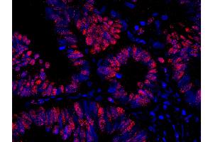 Immunofluorescence (IF) image for anti-RAN Binding Protein 3 (RANBP3) (AA 150-200) antibody (ABIN7449009) (RanBP3 antibody  (AA 150-200))