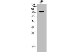 Western Blot analysis of 293 cells using Phospho-Raf-1 (S296) Polyclonal Antibody (RAF1 antibody  (pSer296))