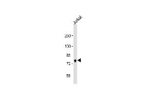 Jurkat cell lysate probed with bsm-51102M EIF4B (355CT12. (EIF4B antibody)