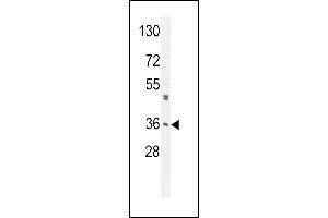 M6PR Antibody (C-term) (ABIN650726 and ABIN2839414) western blot analysis in A549 cell line lysates (35 μg/lane). (M6PR antibody  (C-Term))