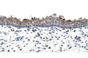 SLC26A1 antibody