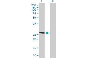 Western Blot analysis of TMED1 expression in transfected 293T cell line by TMED1 MaxPab polyclonal antibody. (TMED1 antibody  (AA 1-227))