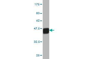 Western Blot detection against Immunogen (39. (Apelin antibody  (AA 1-122))